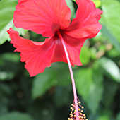 Hibiscus flower